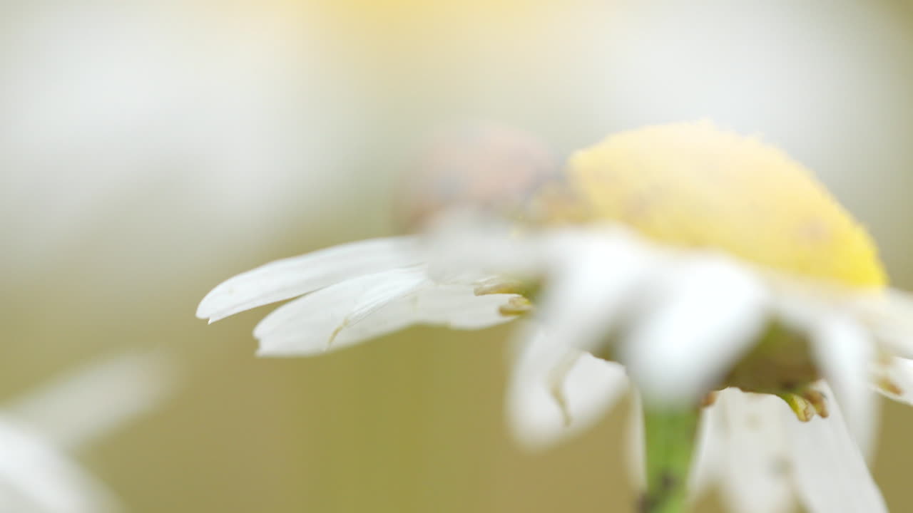 Macro shot of ladybug climbing on Daisy Flower in nature, close up shot