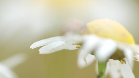 Macro-shot-of-ladybug-climbing-on-Daisy-Flower-in-nature,-close-up-shot