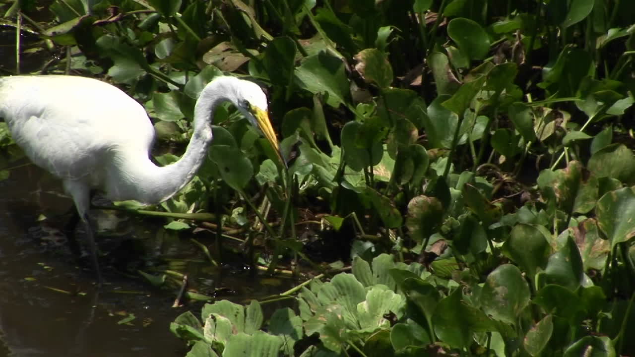 цапля на флоридском болоте ловит рыбу в клюв
