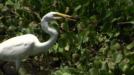 Ein-Reiher-In-Einem-Sumpf-Von-Florida-Fängt-Einen-Fisch-Im-Schnabel