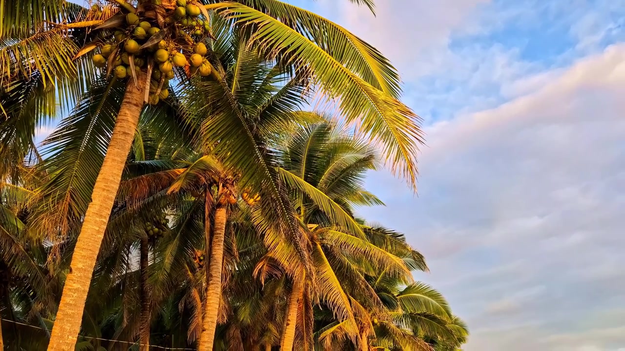 Luce solare dorata illumina palme da cocco con grappoli di frutti contro il cielo blu