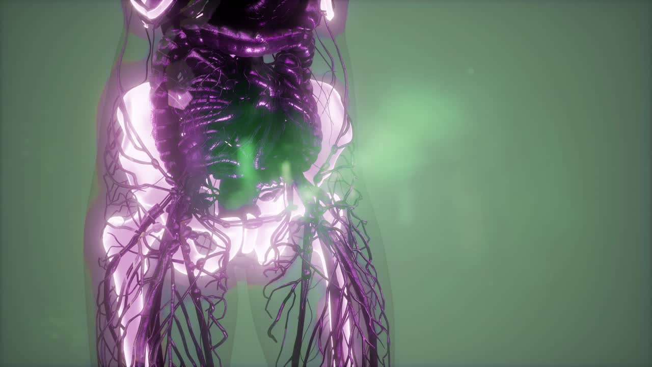 cuerpo humano con huesos esqueléticos visibles