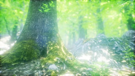 sunbeams shining through natural forest of beech trees