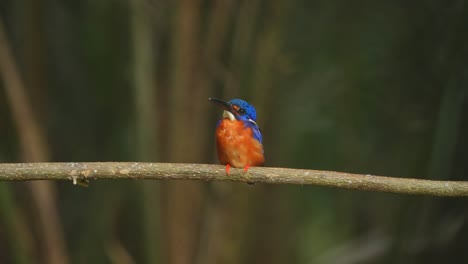 Ein-Wunderschöner-Blauohr-Eisvogel-Bewegte-Seinen-Schnabel