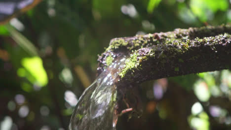 clear water flowing through moss-covered log in lush forest