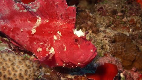 close up of pink leaf scorpionfish on coral reef