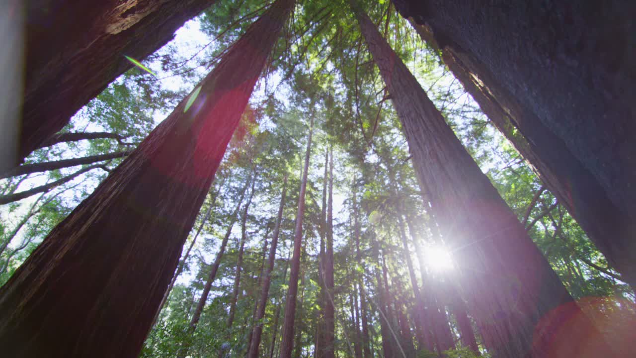 la cámara baja desde el sol que se filtra a través de árboles altos para revelar a una pareja caminando por un sendero en un bosque
