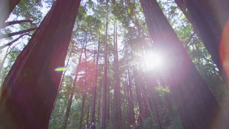 the camera pans down from sun filtering through tall trees to reveal a couple walking on a path in a forest