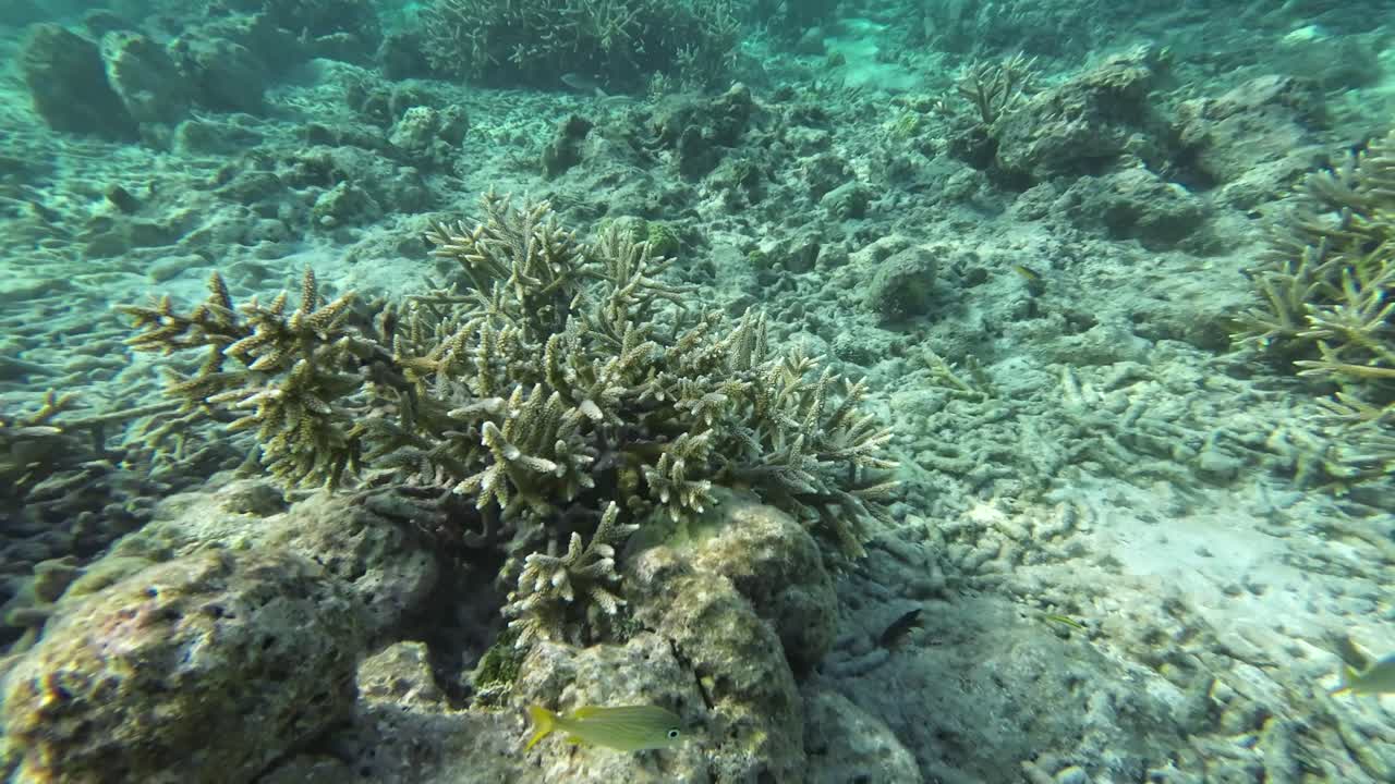 arrecife de coral, vida debajo de la superficie desde el fondo arenoso hasta la vista dividida, mar del caribe