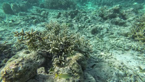 coral reef, life below surface from sandy botom to split view, caribbean sea