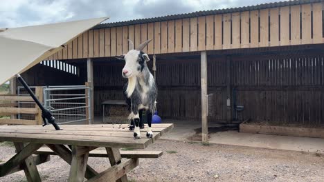 Very-cute-and-old-Pigmy-goat-standing-on-a-bench-looking-at-the-people-and-then-walking-away-out-of-the-camera-shot