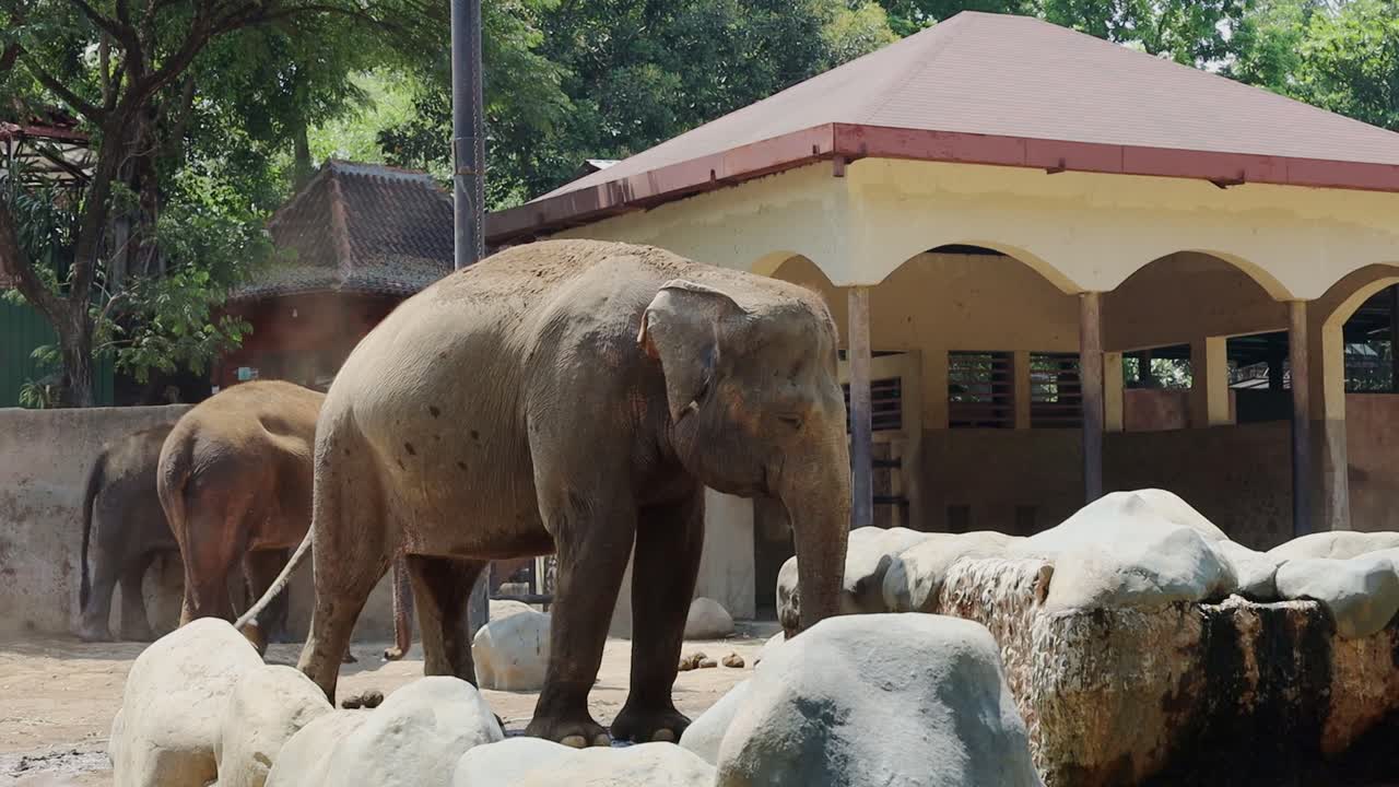 Elephants at the zoo