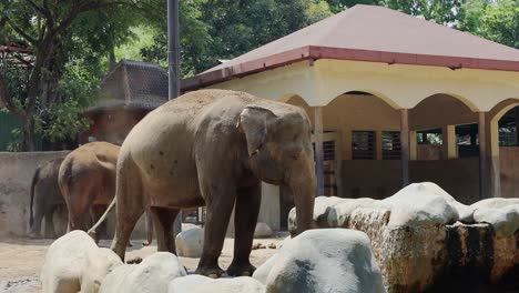 elefantes en el zoológico