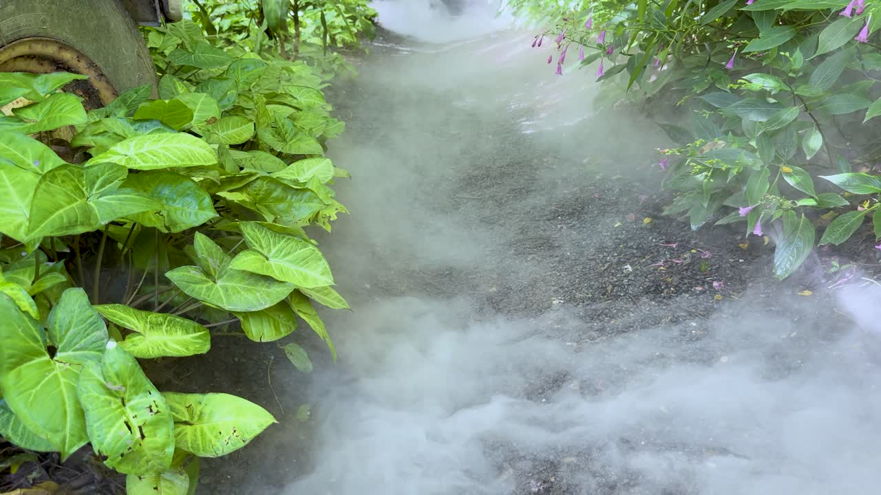 Dense white fog drifts across a shaded garden path with vibrant green foliage, static camera