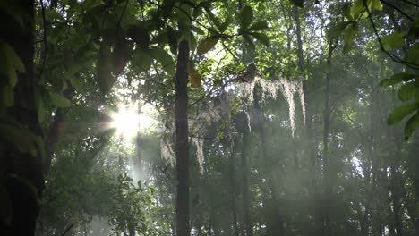 heavenly light