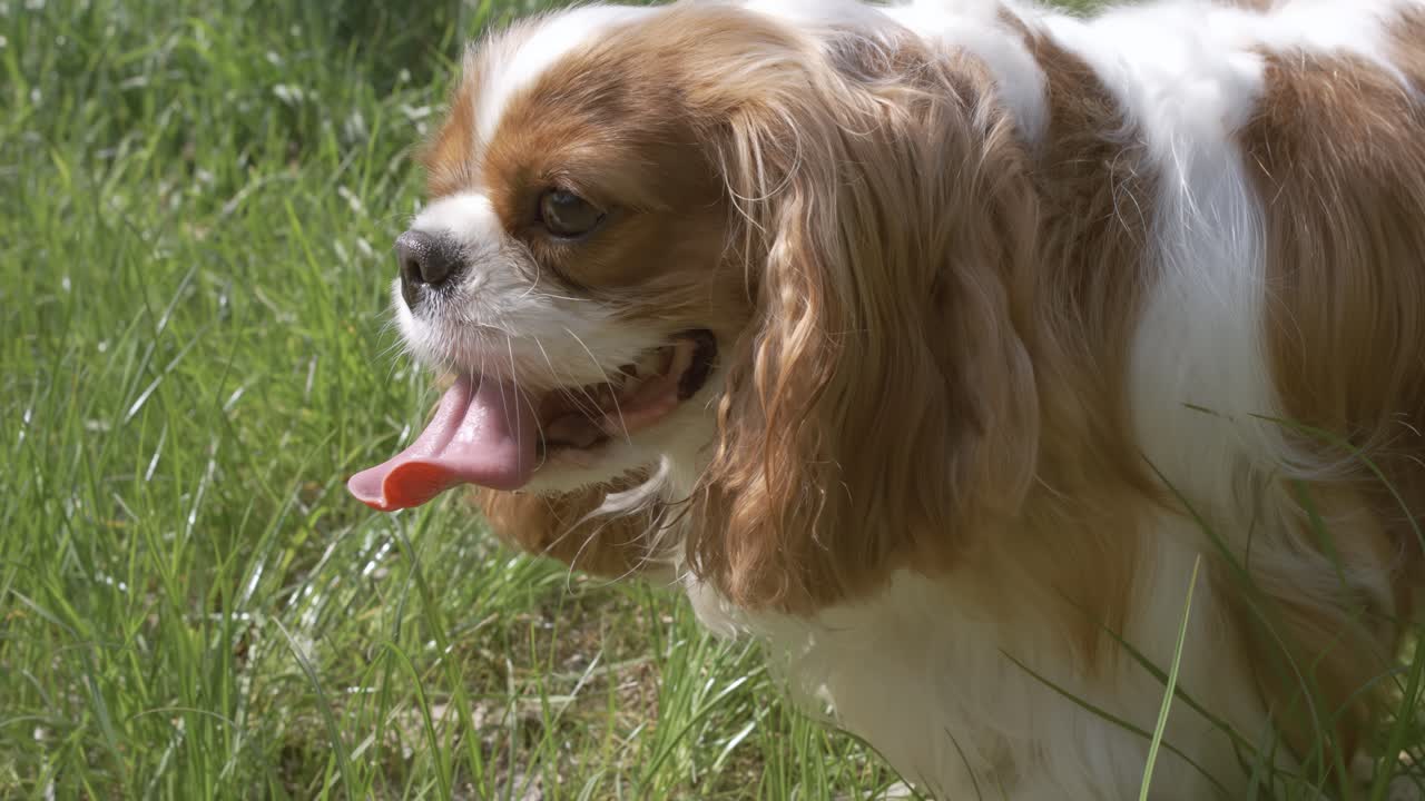 Cavalier King Charles Spaniel. Shot on super slow motion camera 1000 fps.