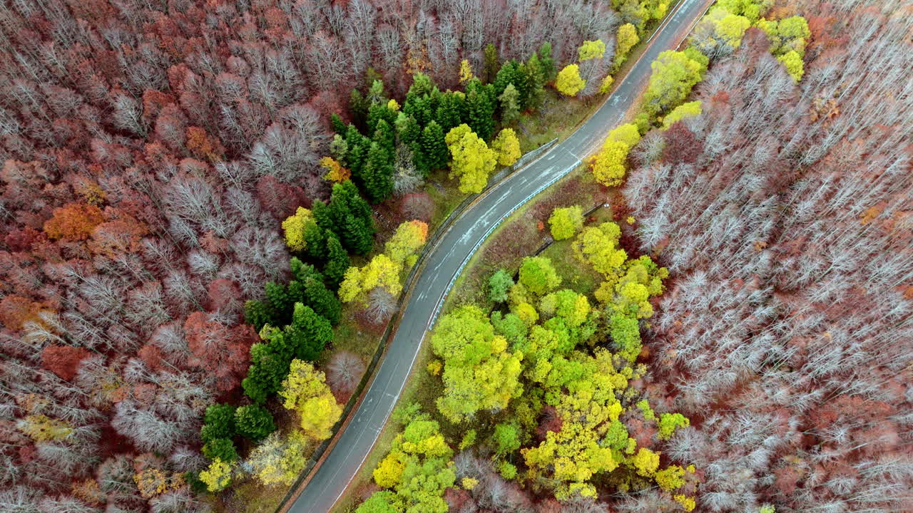Vibrant autumn forest with winding road seen from above