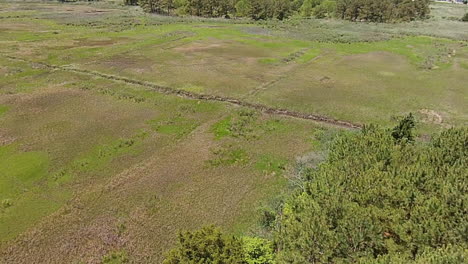 toma aérea sobre humedales pantanosos y bosques de pinos