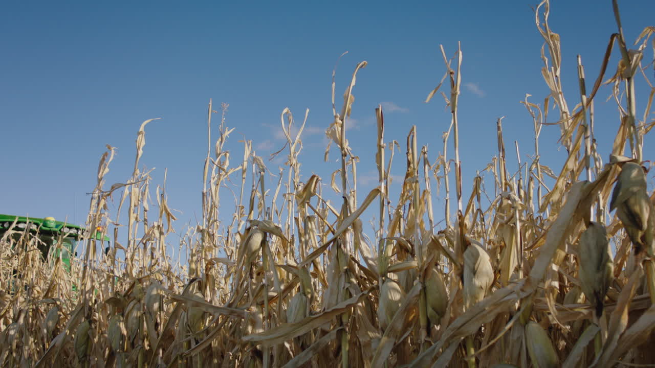 cosechadora combinada, día soleado, cámara lenta