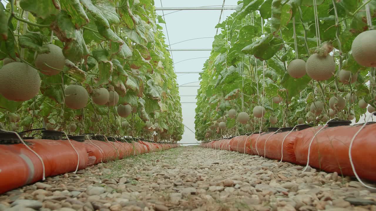 plantas de melones verdes o melones cantaloupe que crecen en el invernadero