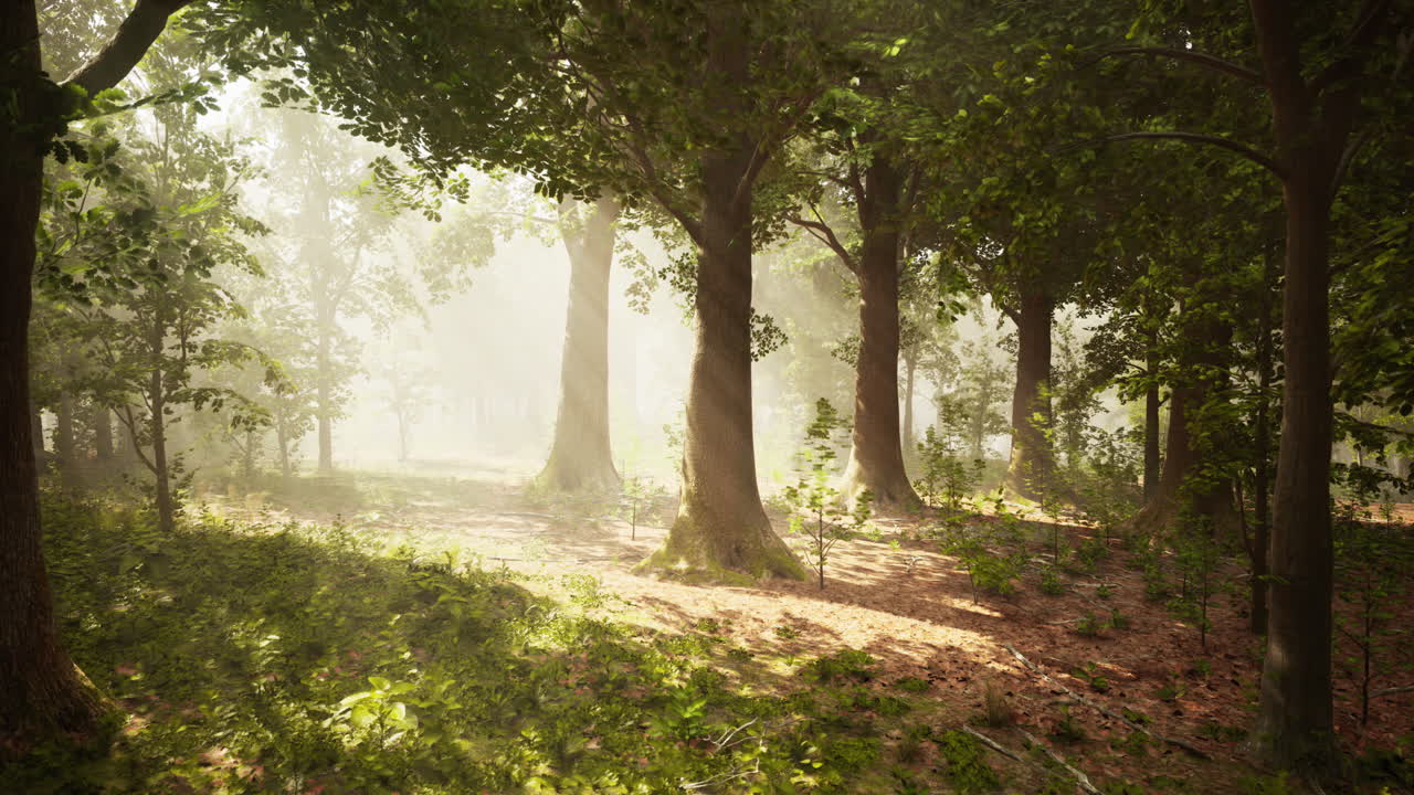 빛이 비치는 안개 숲