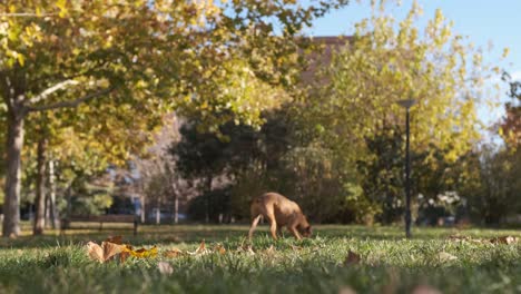 boxer dog running on the grass in the park while playing catch a toy thrown by its owner. animals and pets concept.