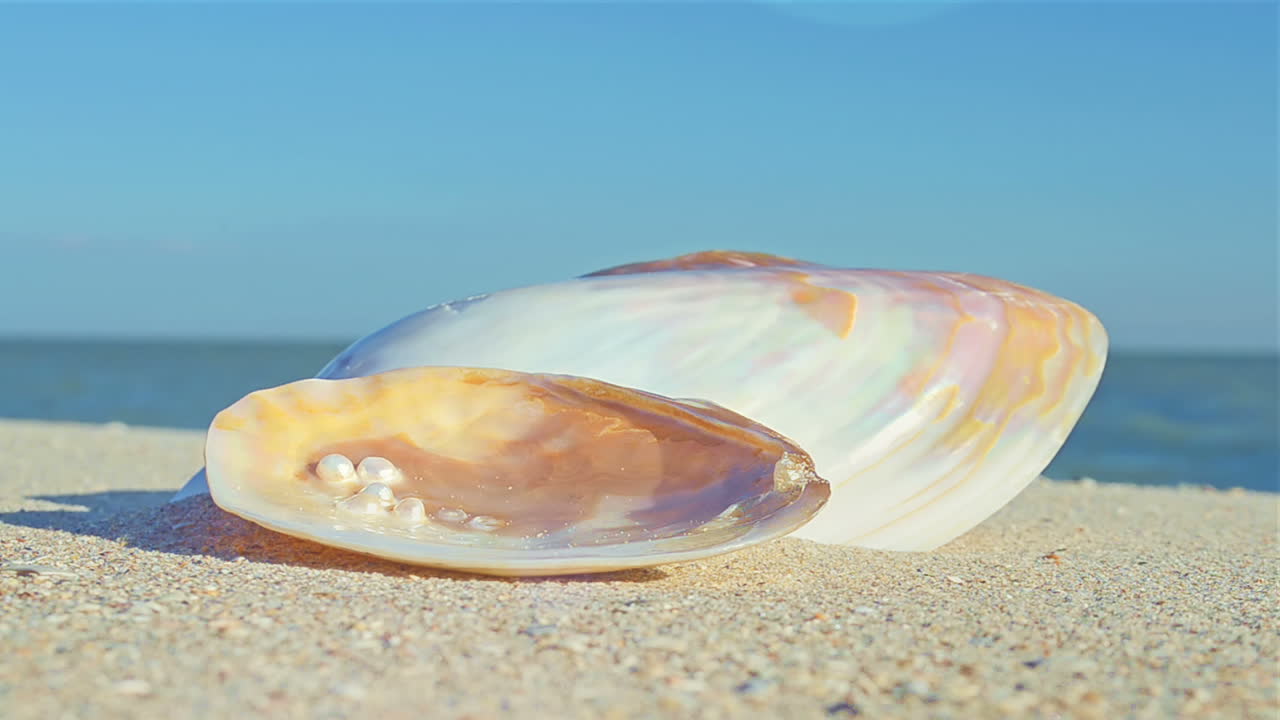 Cockleshells on sand against the background of waves. Shooting on the beach