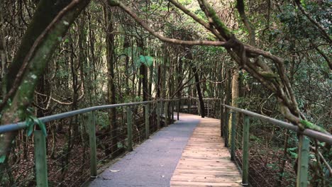 blue mountains national park scenic walkway in new south wales, australia. static shot