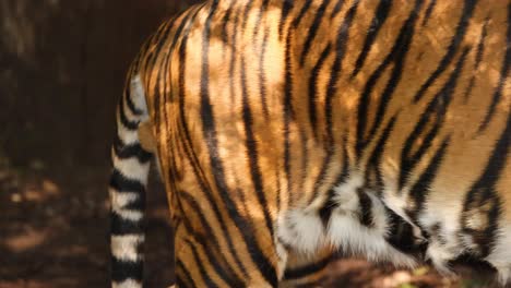 a tiger walking through its enclosure