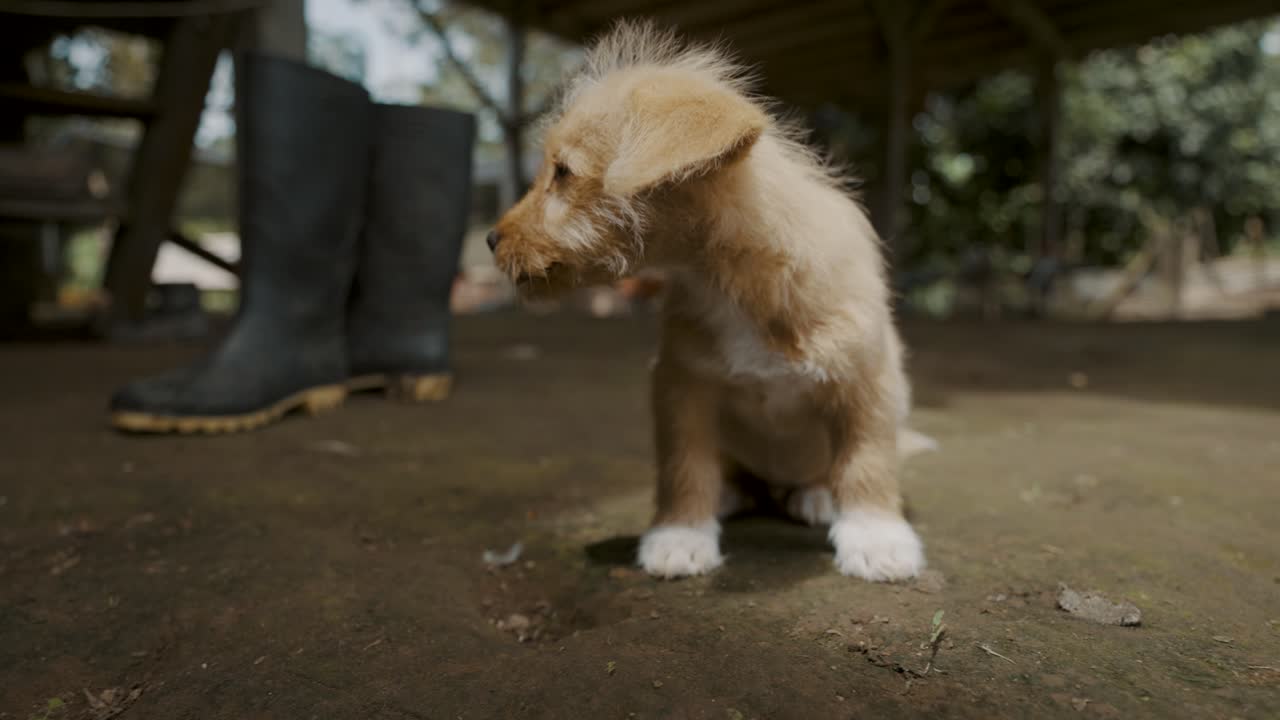 강아지 가 야외 에서 몸 을  ⁇ 고 있다 - 근접