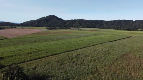 Drone descending over a sugarcane plantation with mountains in the background in North Queensland, Australia