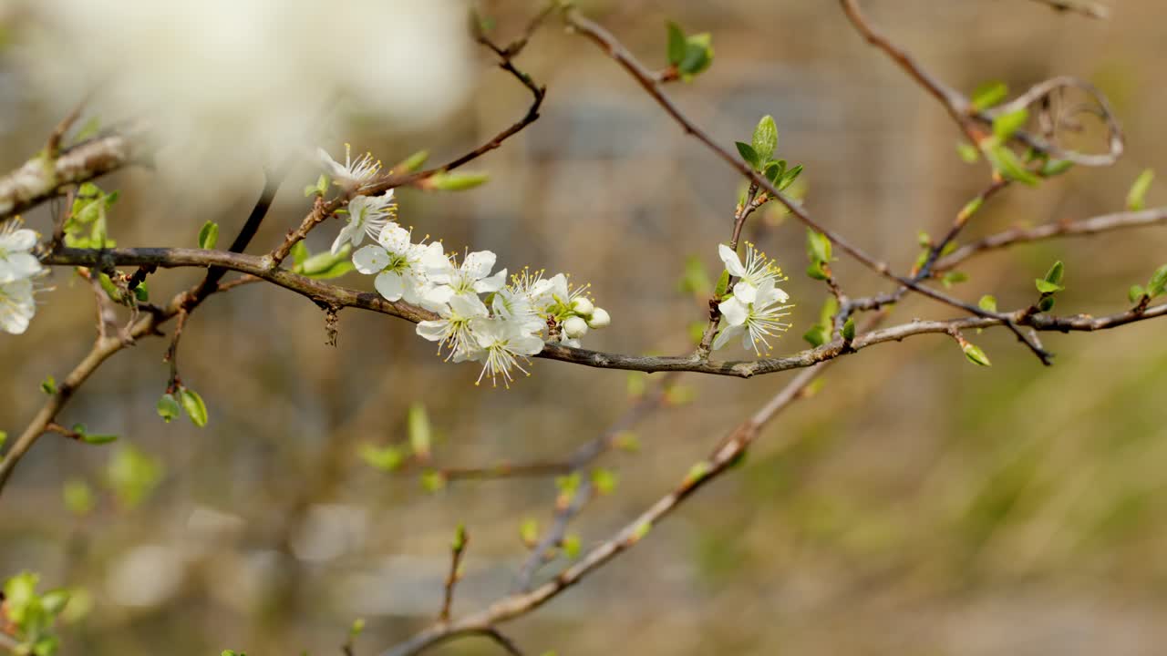 I fiori sono la cosa naturale più bella che Dio abbia creato su questa Terra.