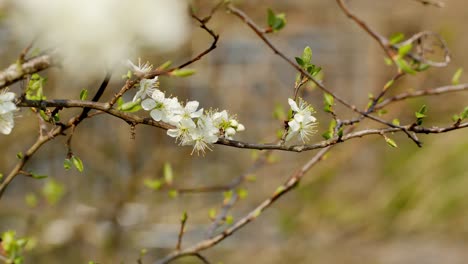 flowers are the most beautiful natural thing that god created on this earth