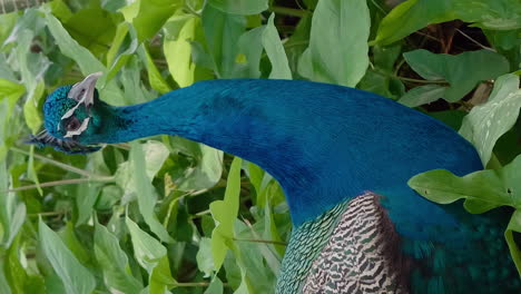 Vertical-tracking-portrait-of-male-peacock-among-bushes-in-New-Caledonia