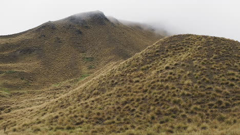 colinas onduladas de nueva zelanda cubiertas de niebla y hierba dorada cuando cae la lluvia