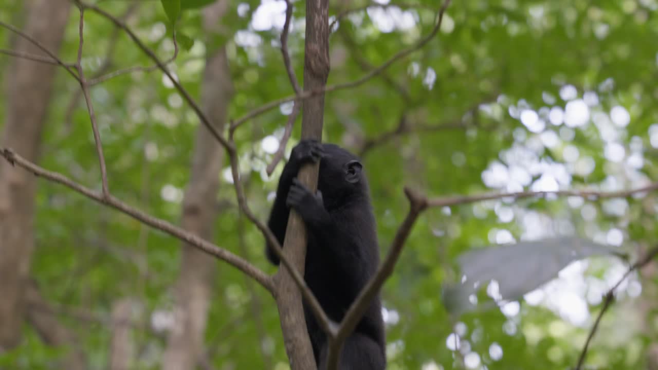 Una scimmia libera e selvaggia che si arrampica su un albero nella giungla.