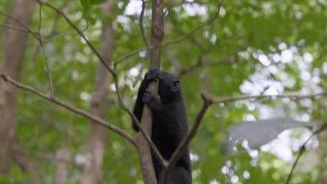 un mono libre y salvaje subiendo a un árbol en la jungla