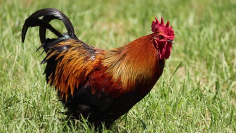 a rooster walking confidently on a sunny day.