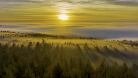 sunrise/sunset over a misty forest