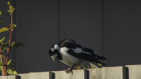 magpie-lark mudlark grooming cleaning itself sitting on fence australia victoria gippsland maffra