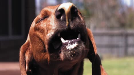 dog licks peanut butter of of its nose