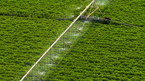 automatic gps based sprinkler irrigation system at work watering cotton crops, aerial view