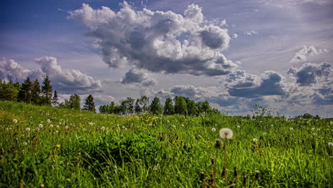dynamic cloudscape over a field of wild dandelions, grass and evergreen trees in the rural landscape - time lapse