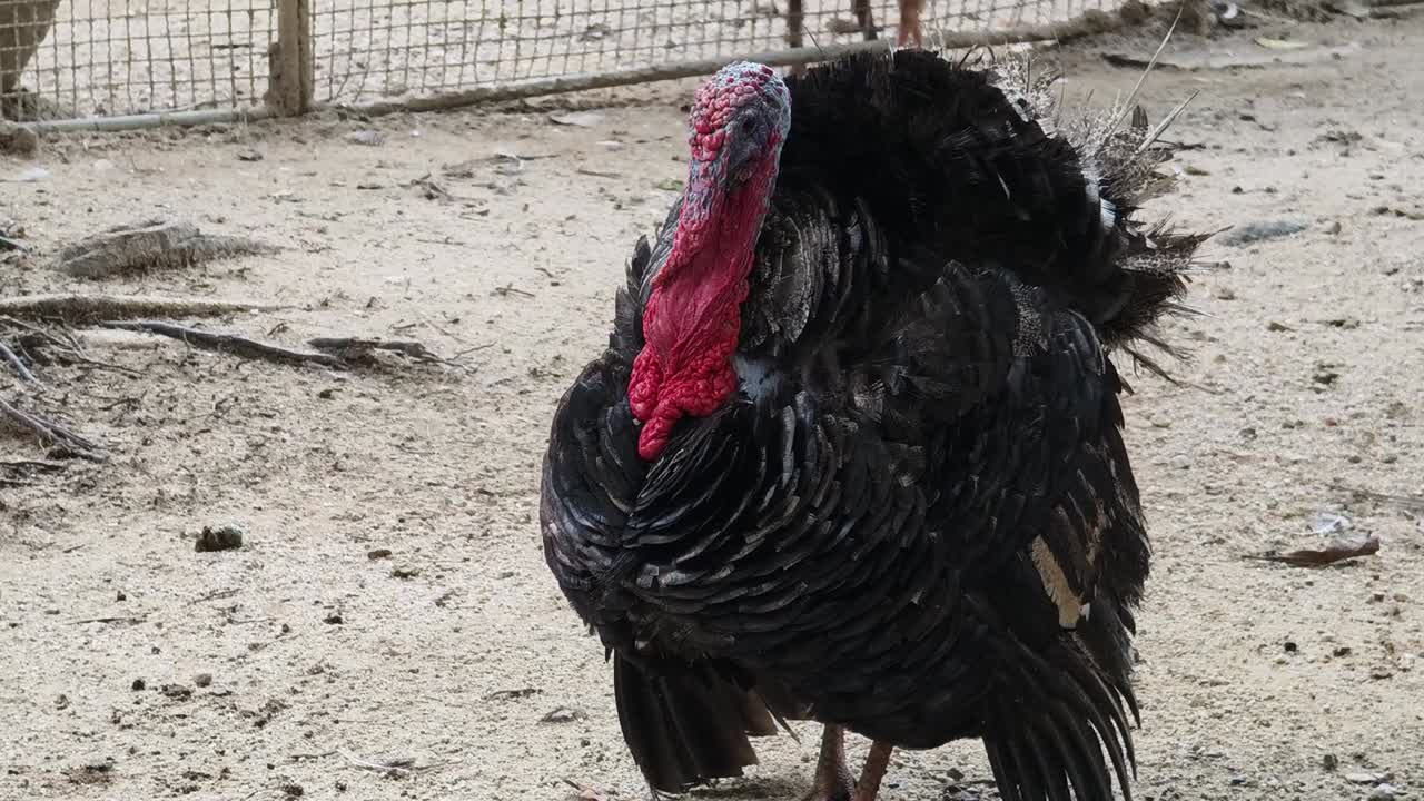 Black Turkey in a Zoo