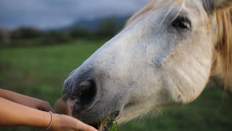 Primer-Plano-De-La-Hora-Dorada-De-Una-Mujer-Alimentando-A-Mano-Un-Gran-Caballo-Blanco-Sobre-Una-Valla-En-Un-Rancho