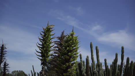 Vogel-Oben-Auf-Baum-Blauer-Himmel