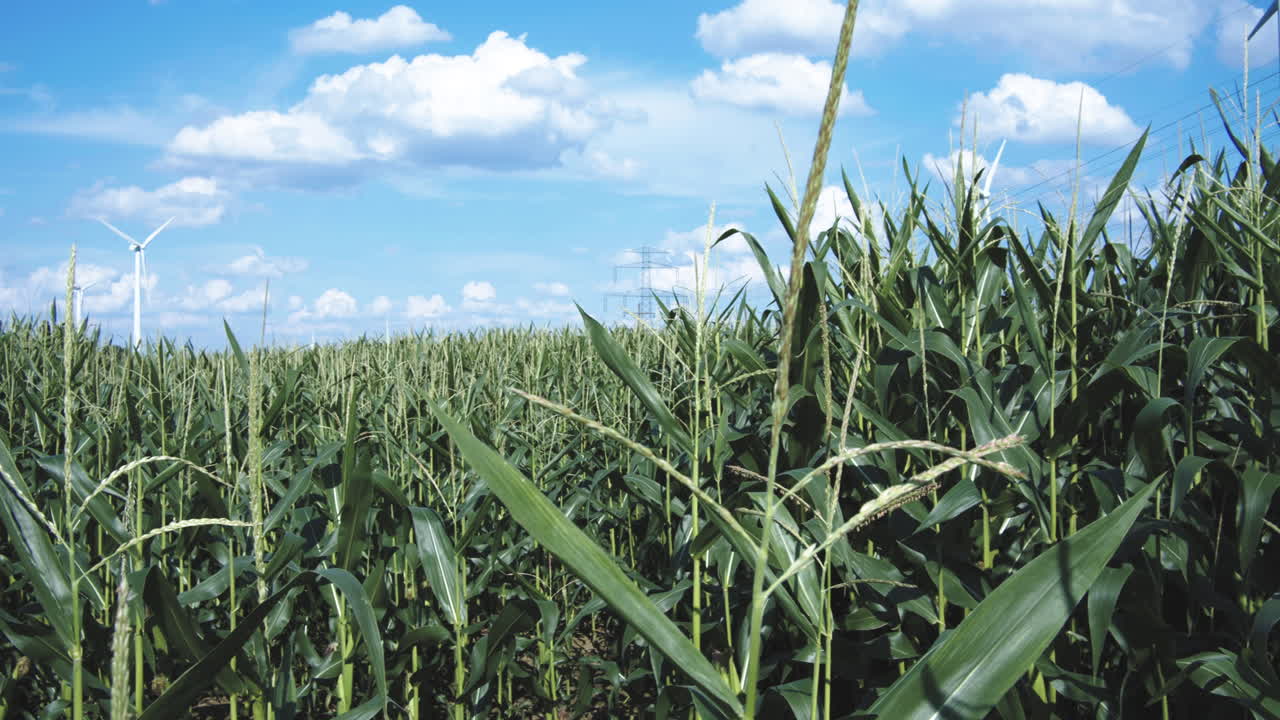 Cornfield surrounded by windmills with a blue sky