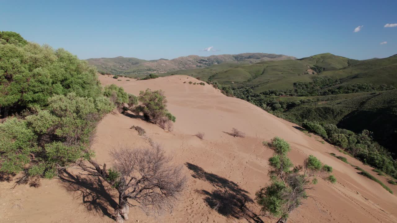 un pan de camiones aéreos de árboles estériles enraizados en dunas de arena de lemnos