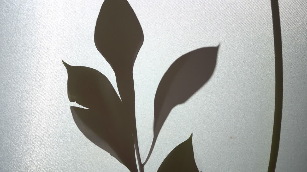 Dark Shadow Revealing Silhouette Of A Garden Plant Backlit By Natural Light.