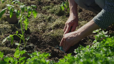 close-up de mãos cavando o chão para plantar tomates